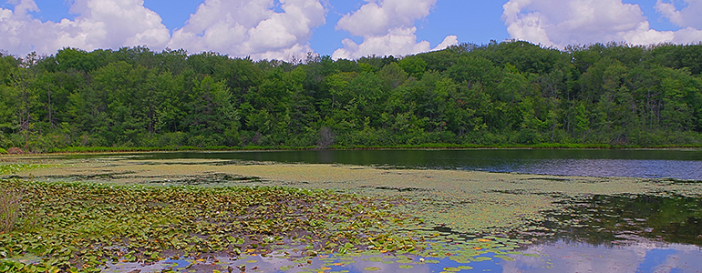 Photo of Westminster Ponds on a summer day