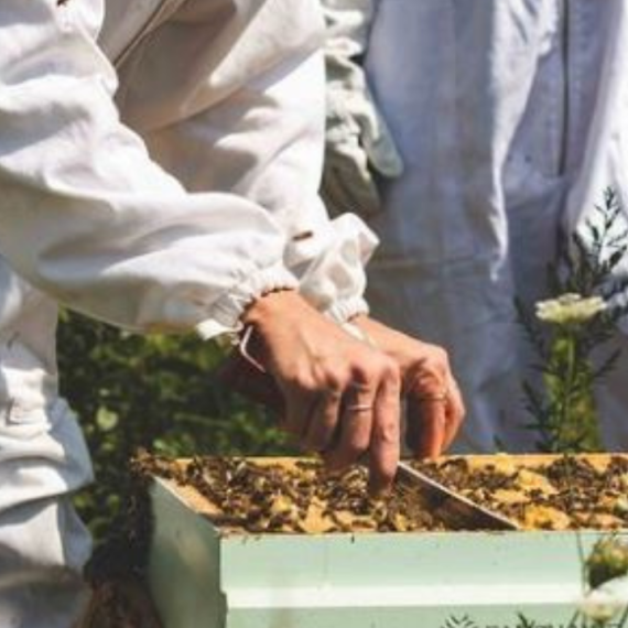 Signal Boost Initiative - Urban Beekeeping Workshop