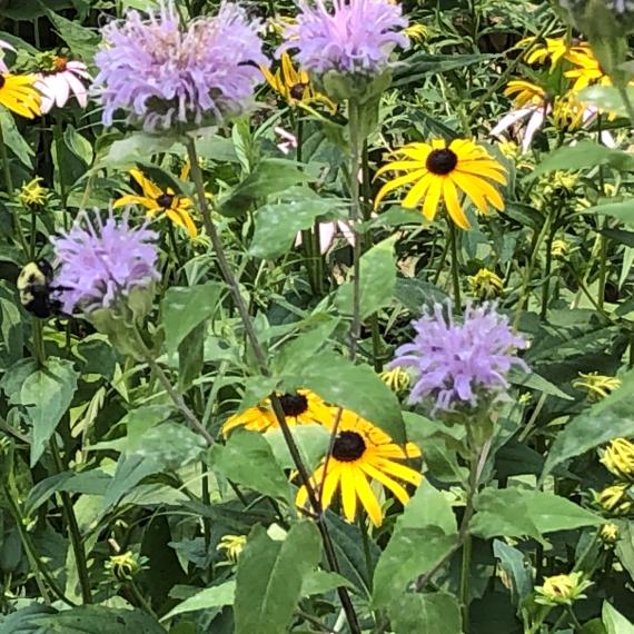 Native Plants of Southwestern Ontario